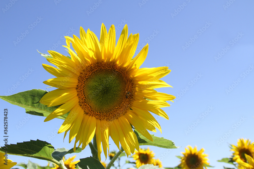 Single yellow sunflower.  South Africa is the world's 10th-largest sunflower producer, cultivating them in Limpopo, Free State, North West Province, Western Province and the Mpumalanga Highlands. 