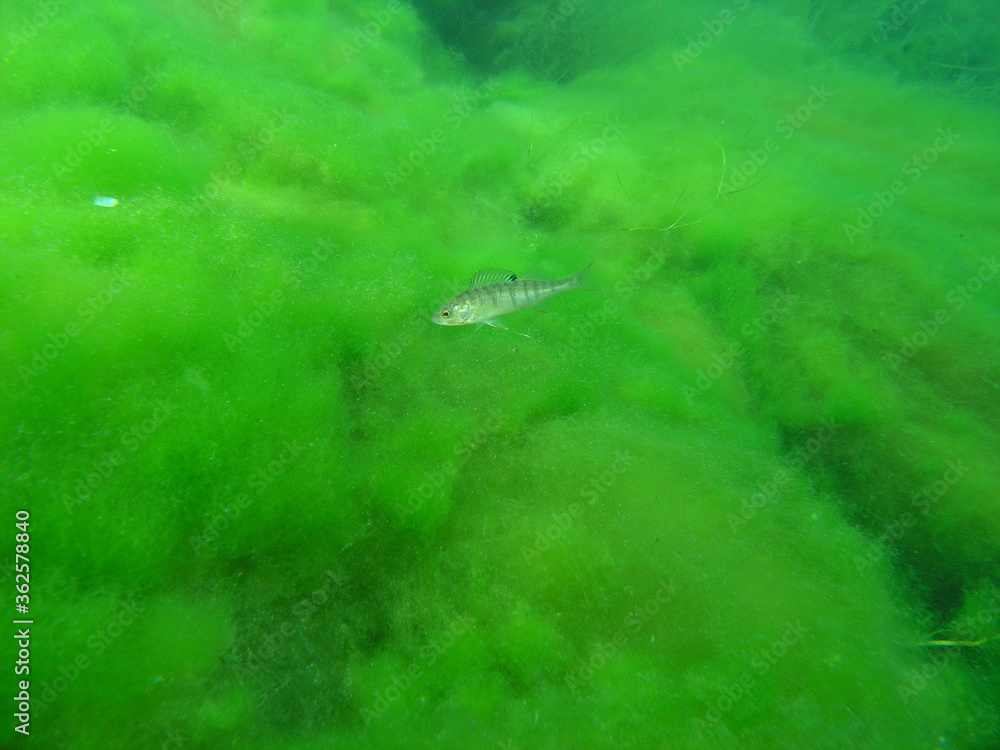 Fototapeta premium Unterwasserwelt