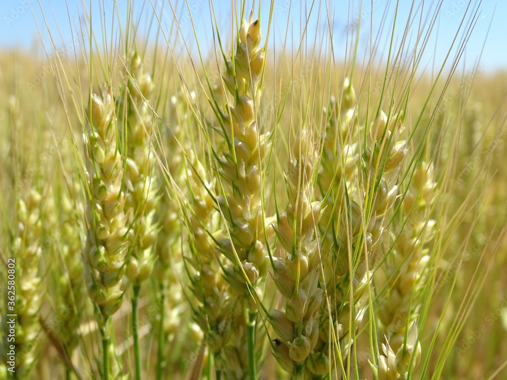 Obraz premium Closeup of wheat field ready for harvest