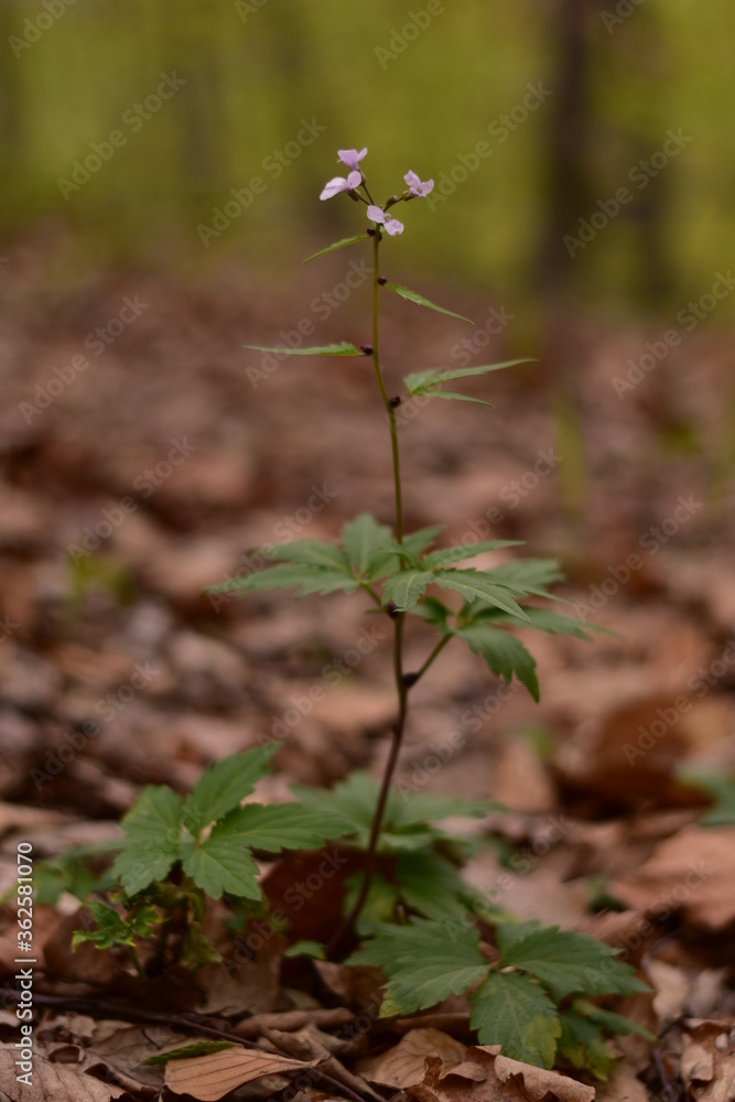Cardamine bulbifera in the forest in blooming time Cardamine bulbifera in the forest in blooming time
