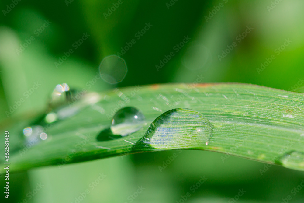 Green leaves with rain drops on natural background Green leaves with rain drops on natural background