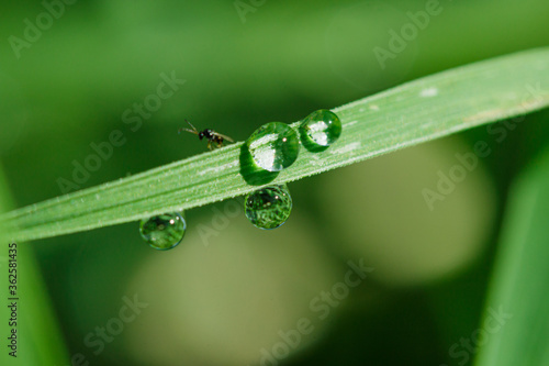 Green leaves with raindrops on natural background.