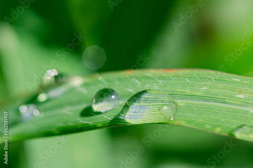Green leaves with rain drops on natural background