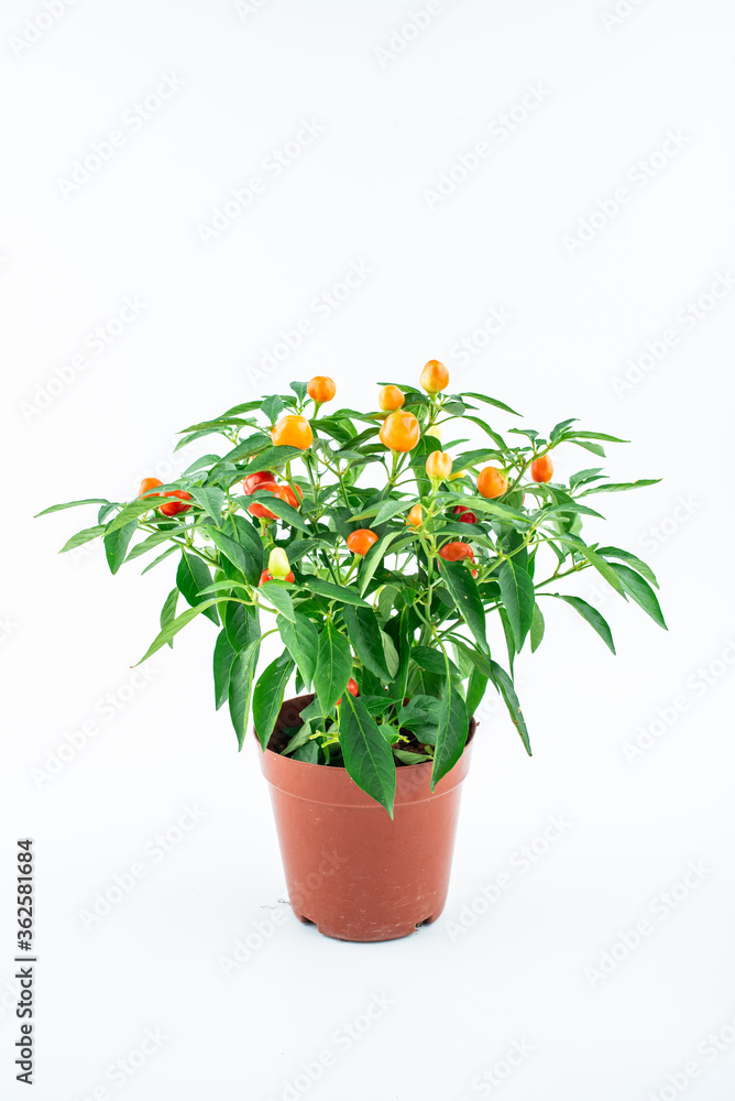 A potted colorful pepper tree on a white background