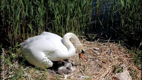 Mute swan covering cygnets after they hatched protecting the nest photo