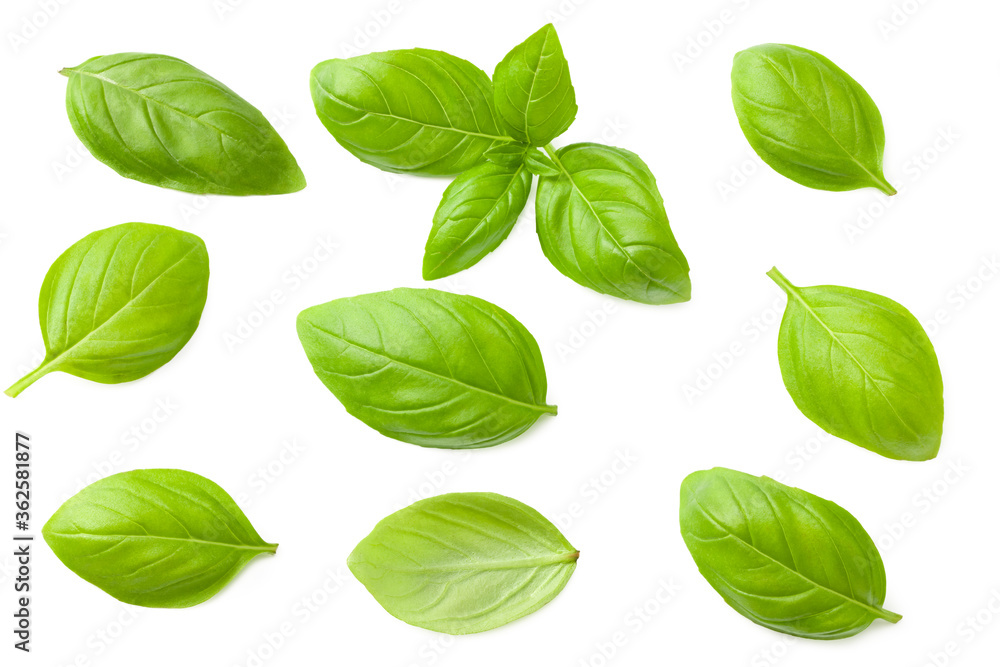 basil leaves isolated on a white background. top view - obrazy, fototapety, plakaty 