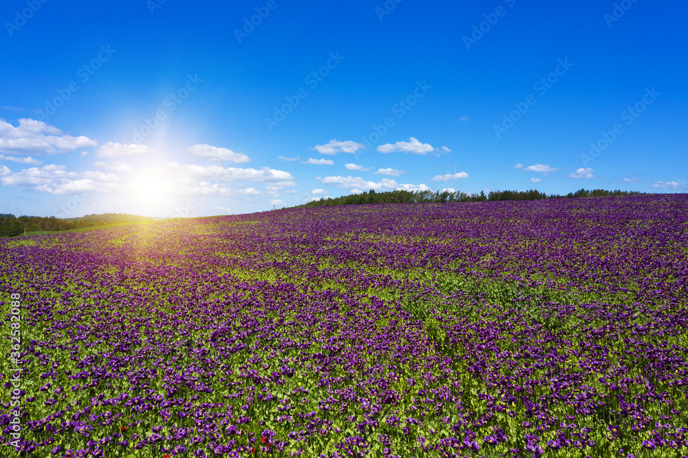 Fototapeta premium Violet flowers of poppy on a sunny day