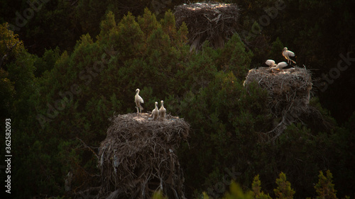White stork in the nest