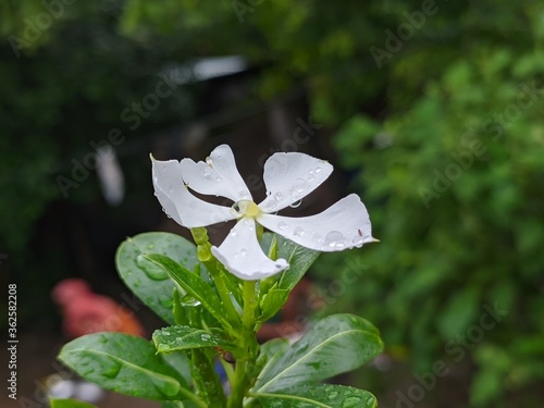 Wallpaper Mural white butterfly on a flower Torontodigital.ca