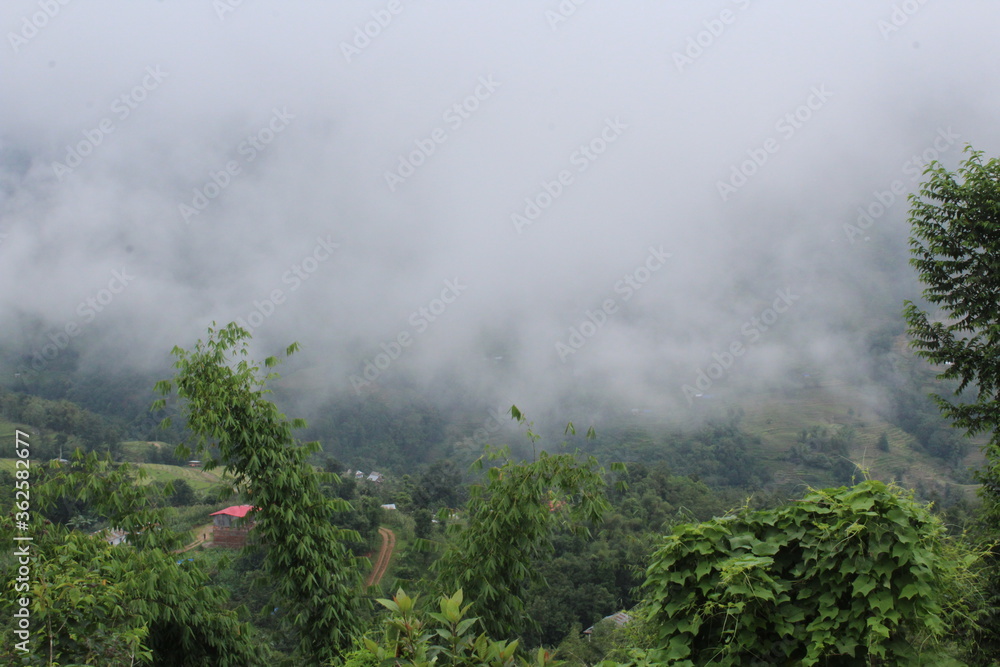 Few bamboo trees and green hill with clouds Few bamboo trees and green hill with clouds