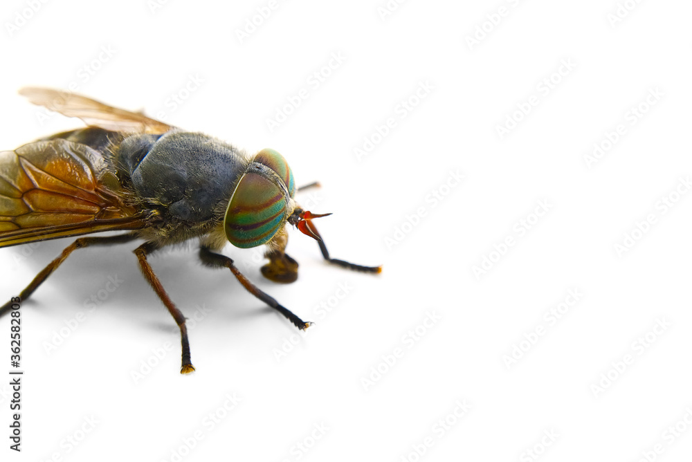 macro shoot of Big gadfly isolated on a white background, macro shoot of Big gadfly isolated on a white background,