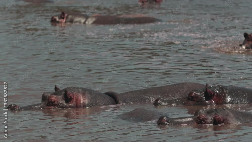 Group of hippopotamus cooling off their bodies under water together, with only the tops of their backs and heads out in the air. Group of hippopotamus cooling off their bodies under water together, with only the tops of their backs and heads out in the air.