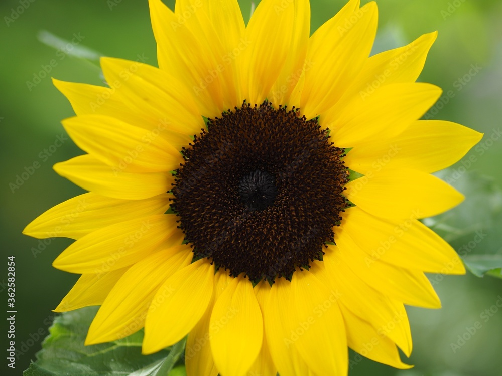 Fototapeta premium Kraftwerk - gelbe Sonnenblume strahlt im Sonnenlicht 