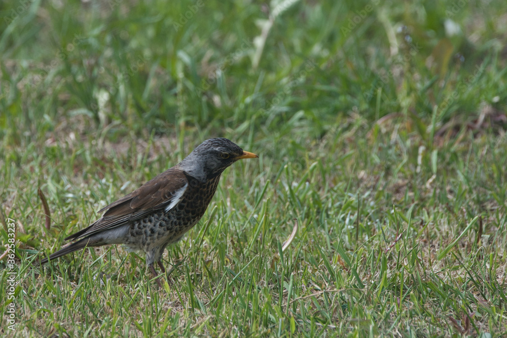 Fieldfare in search of worms in the field Fieldfare in search of worms in the field