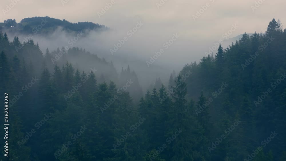 Forest wood fog nauture wild mist aerial mountains magic dark evening Forest wood fog nauture wild mist aerial mountains magic dark evening