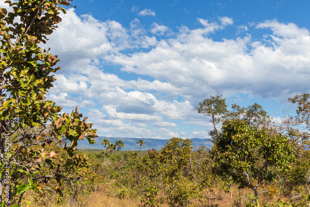 Fototapeta premium Cerrado com árvores e montanhas.
