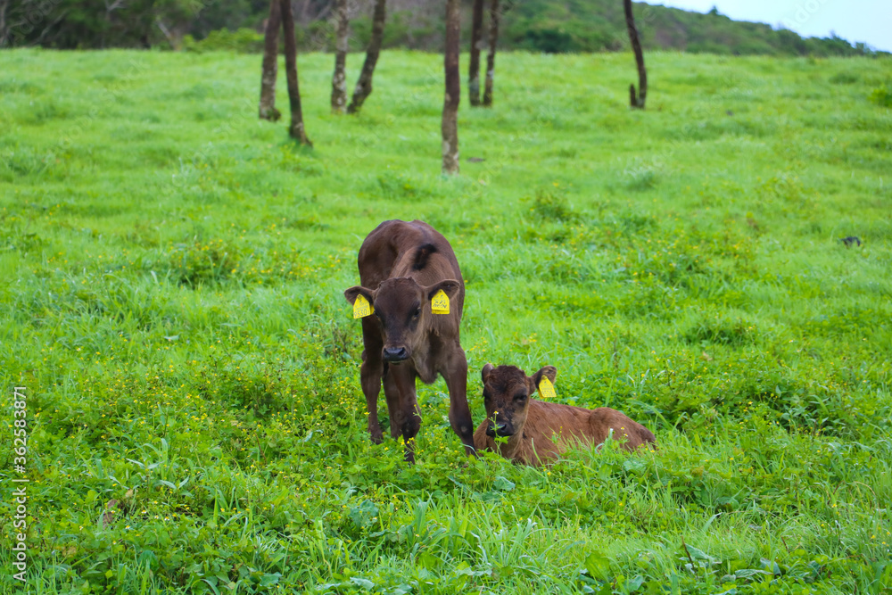 Fototapeta premium baby cow