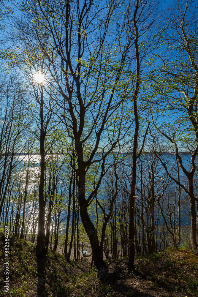 Wald an der Küste mit strahlender Sonne hochformat Wald an der Küste mit strahlender Sonne hochformat