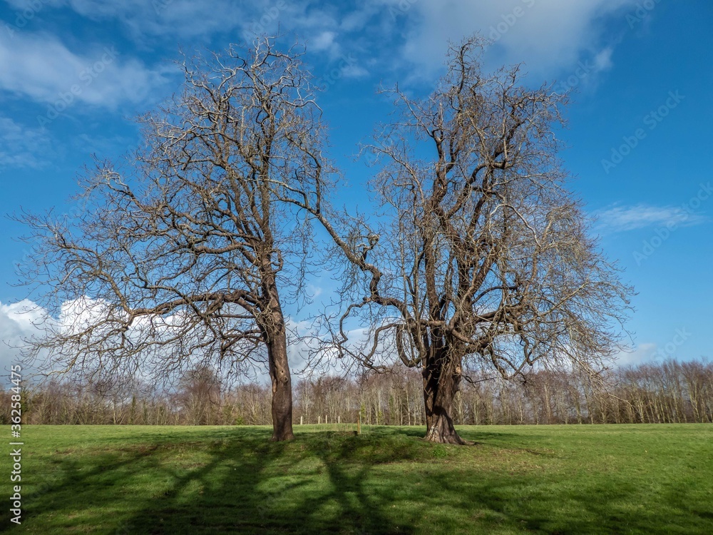 twisted trees with their shadows twisted trees with their shadows