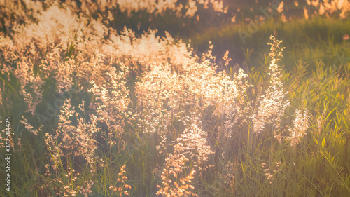 Soft focus blurred bokeh of sunlight through wild flowers grass field in sunrise and sunset background warm vintage tone. © Parichart