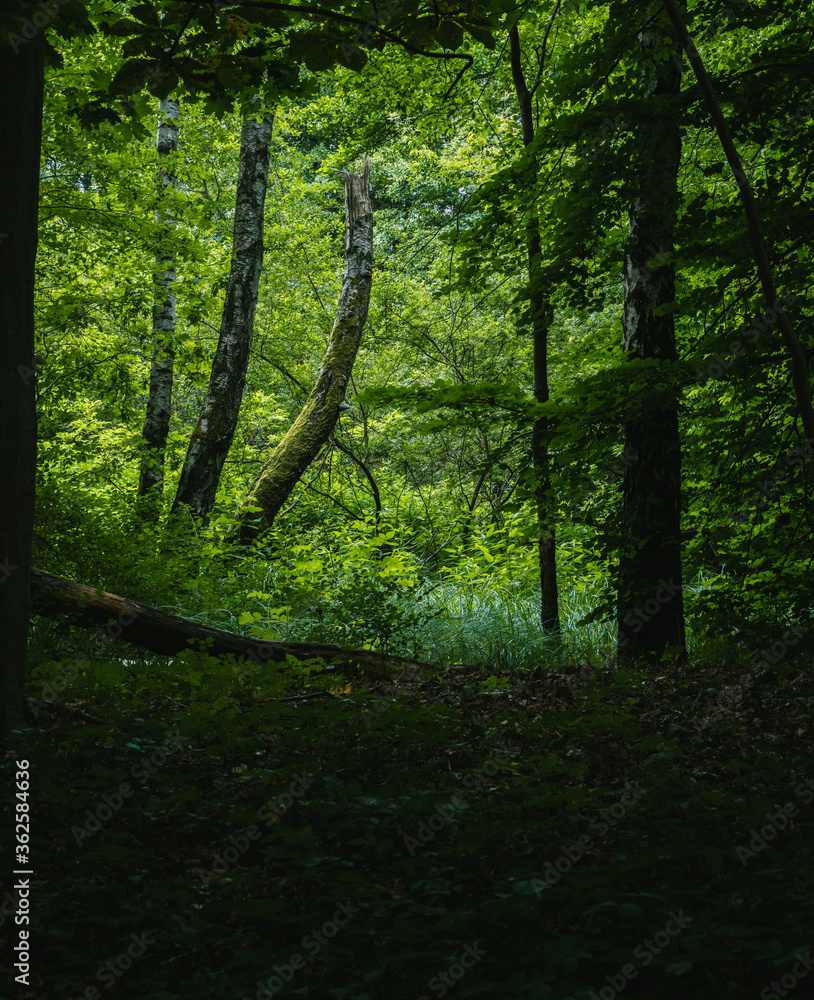 Moos Ast gebrochen Baum im grünen Wald Moos Ast gebrochen Baum im grünen Wald