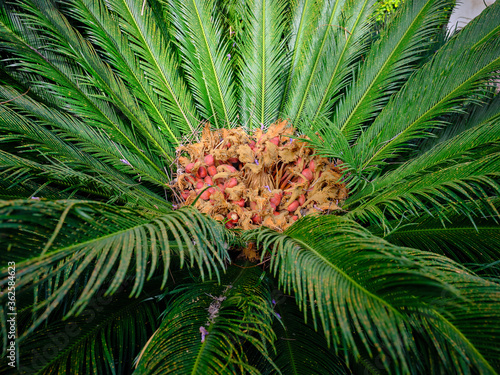 Particolare di semi di Cycas photo