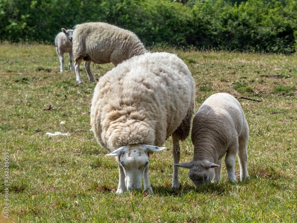 Obraz premium sheep with lamb in a meadow