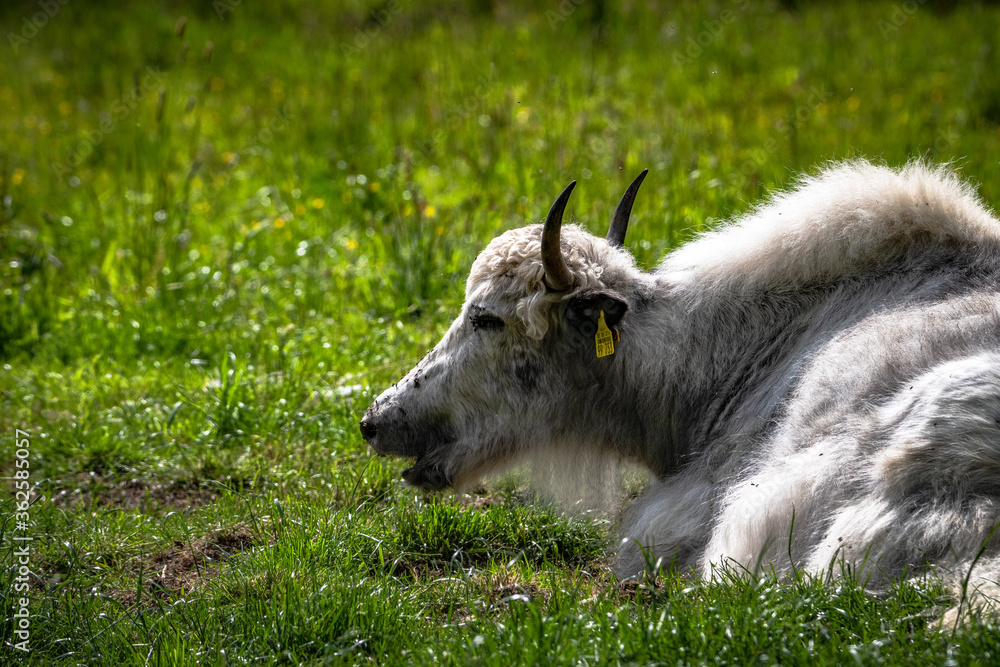 Obraz premium weißes Yakgesicht