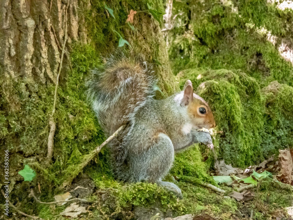 a squirrel eating his breakfast a squirrel eating his breakfast