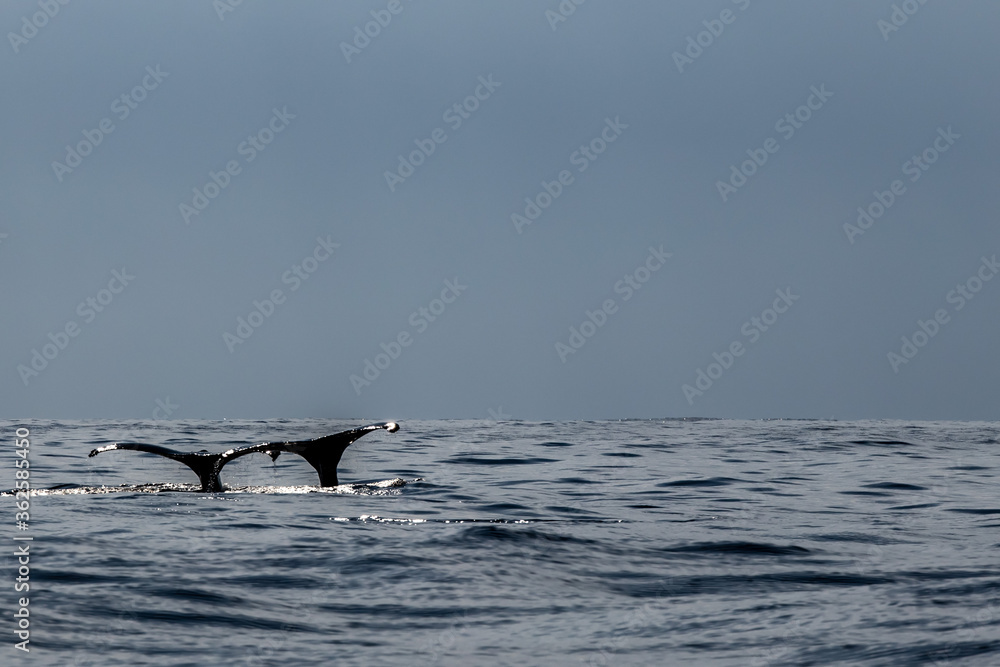 Fototapeta premium 小笠原諸島 鯨の親子