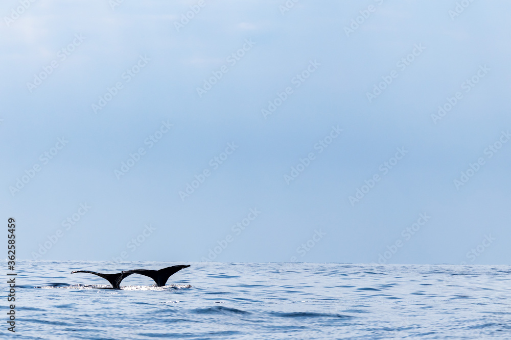 Fototapeta premium 小笠原諸島 鯨の親子