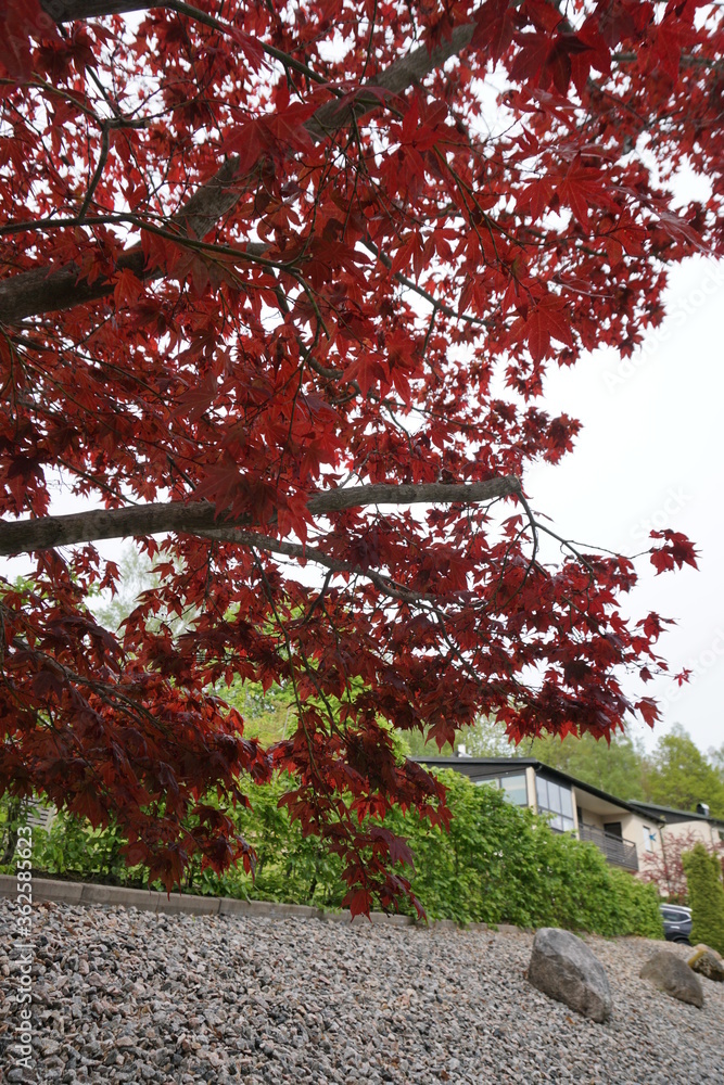 red maple leaves in autumn