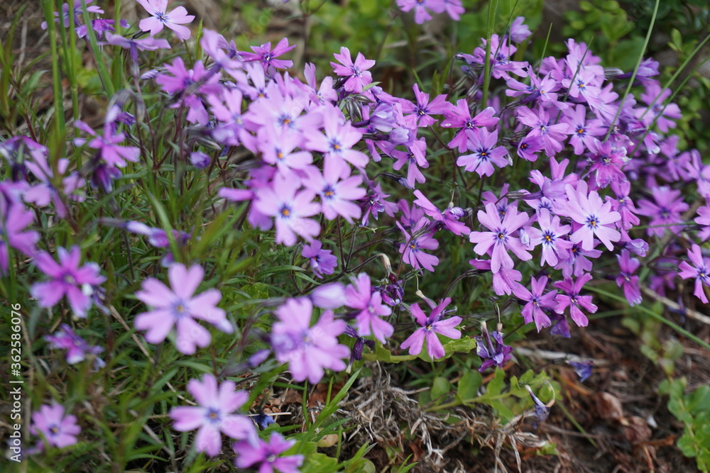 Phlox subulata