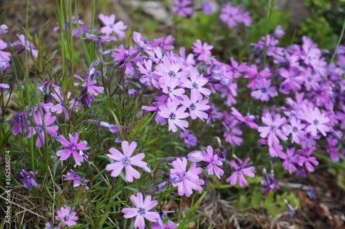 Phlox subulata flowers in the garden