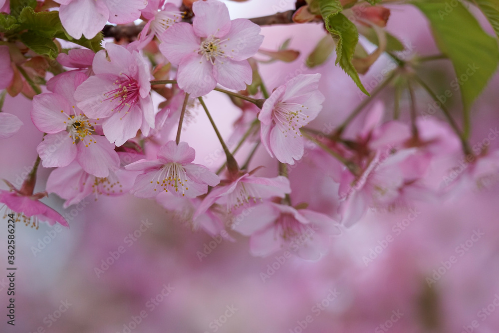 Obraz premium 河津桜の花のクローズアップ