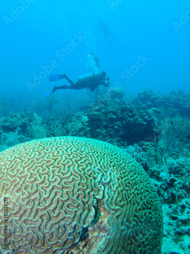 underwater coral reef scuba diver caribbean sea Venezuela