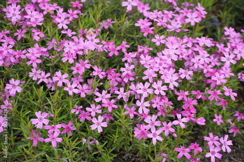 Phlox subulata