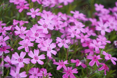 Phlox subulata