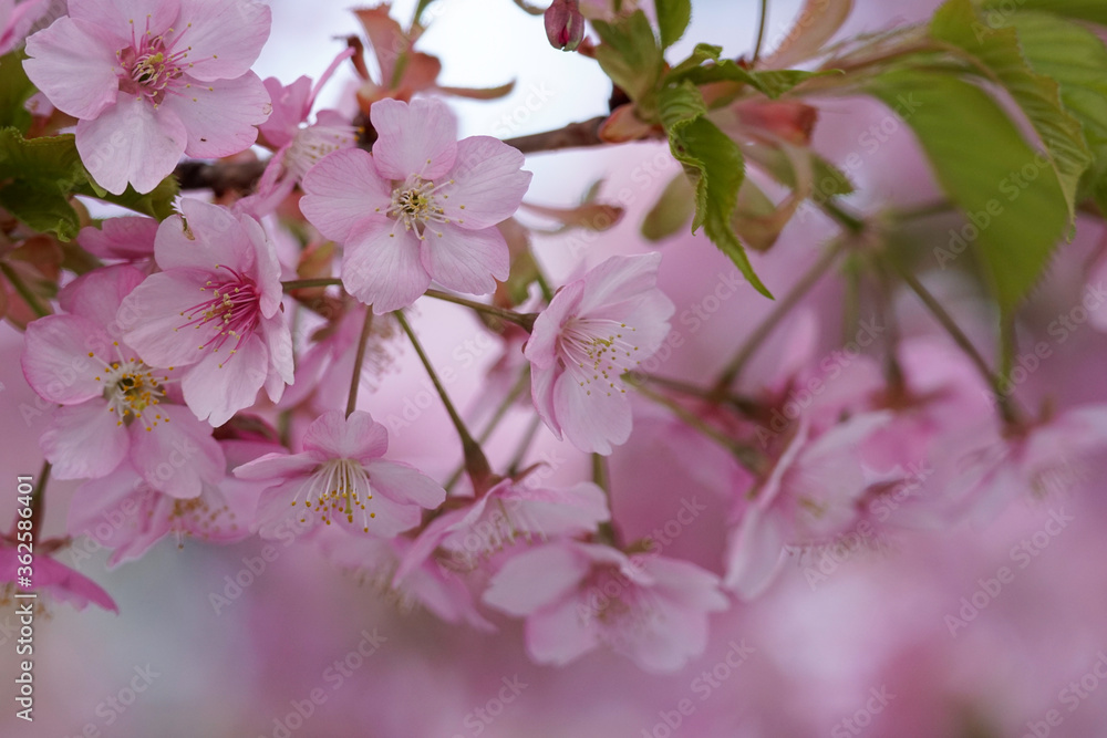 Obraz premium 河津桜の花のクローズアップ