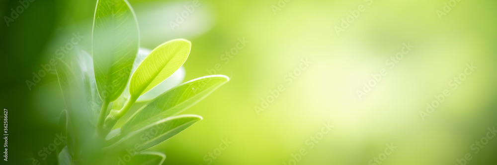 Obraz premium Concept nature of green leaf on blurred bokeh with copy space using as background natural, abstract background, greenery background, fresh wallpaper.