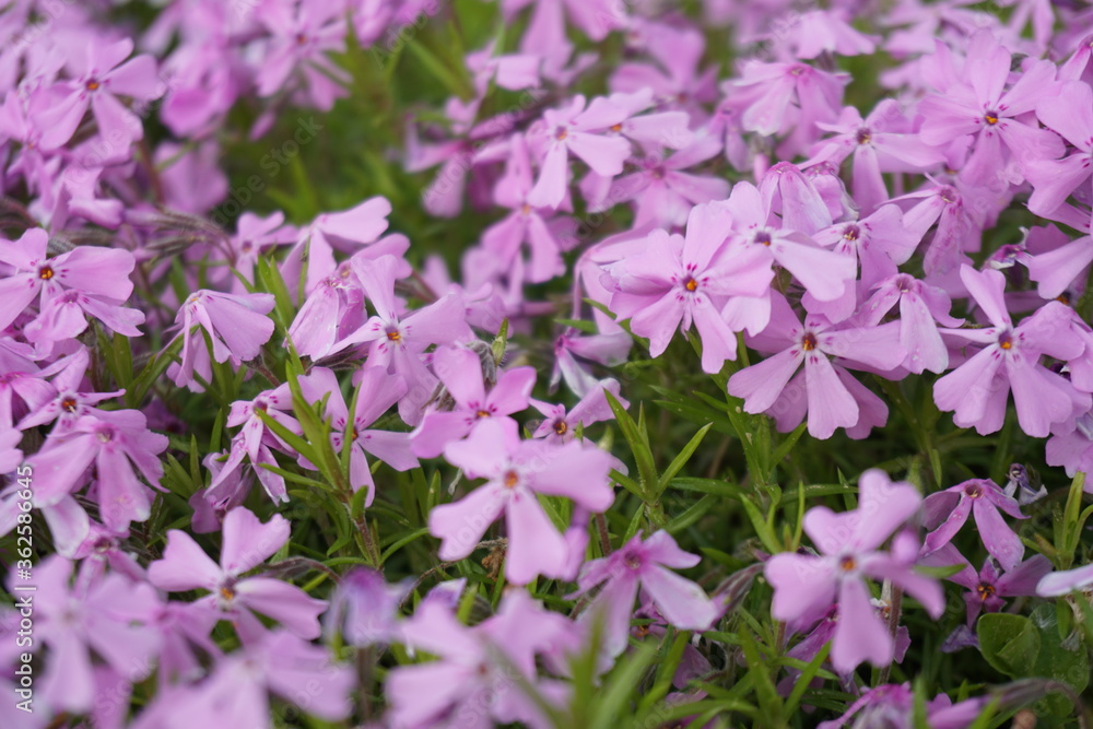Obraz premium Phlox subulata flowers background