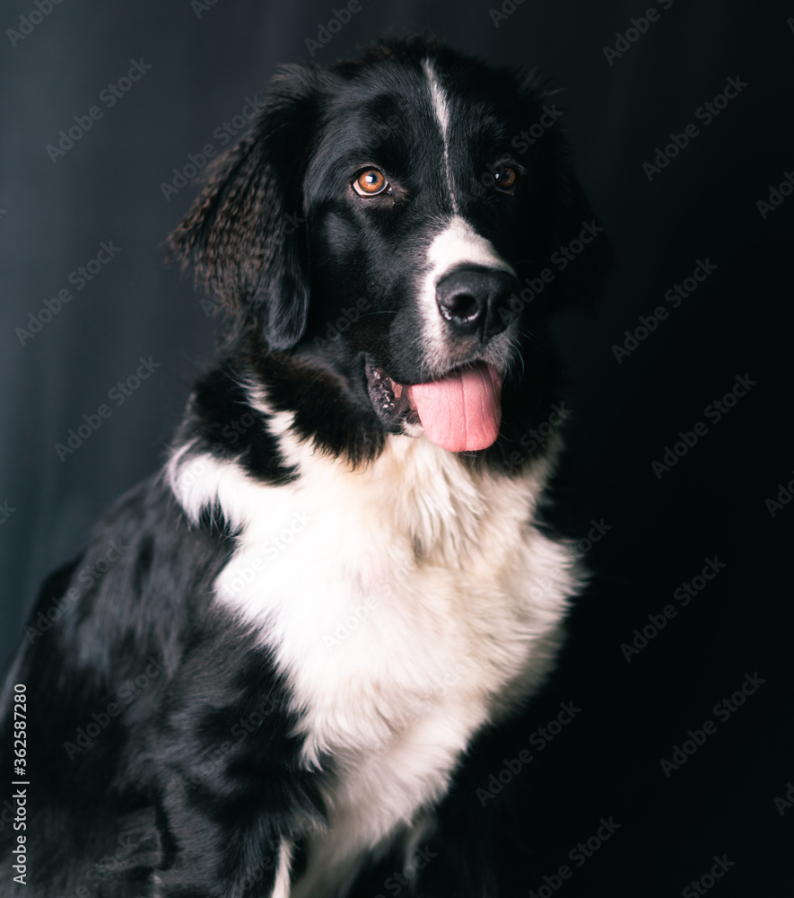 Landseer Neupfundländer Hund Newfoundland Studio Porträt