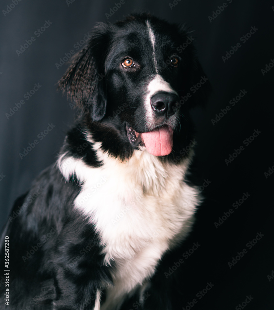 Landseer Neupfundländer Hund Newfoundland Studio Porträt Landseer Neupfundländer Hund Newfoundland Studio Porträt