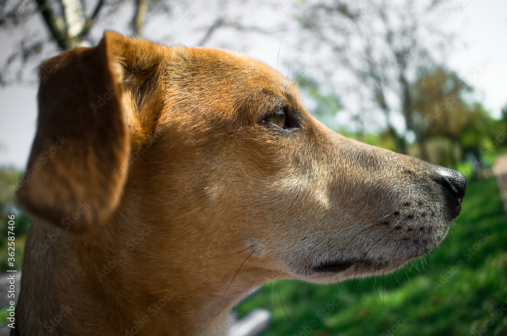 Portrait a dog. Ginger dog close up
Portrait a dog. Ginger dog close up