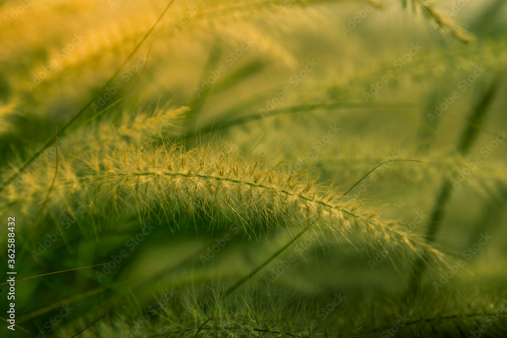 African foxtail or fountain flower like long grass blooming with sunlight. Abstract bright color for Spring concept. African foxtail or fountain flower like long grass blooming with sunlight. Abstract bright color for Spring concept.
