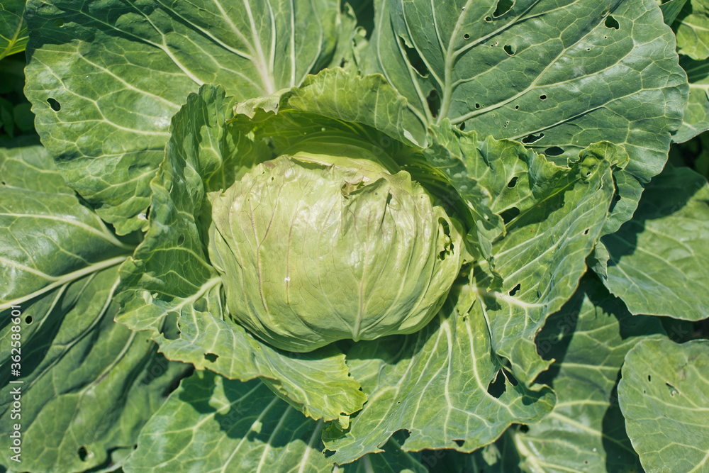 Fototapeta premium Fresh green garden cabbageclose up