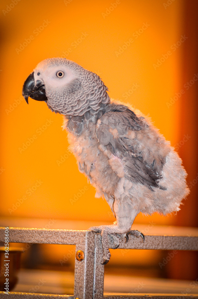 Fototapeta premium gray parrot sits on a cage, plucked tail