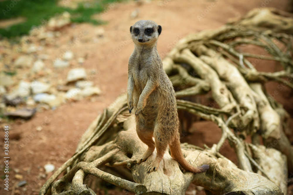 Fototapeta premium meerkat