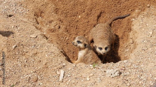 Meerkats dig a hole in the sand.