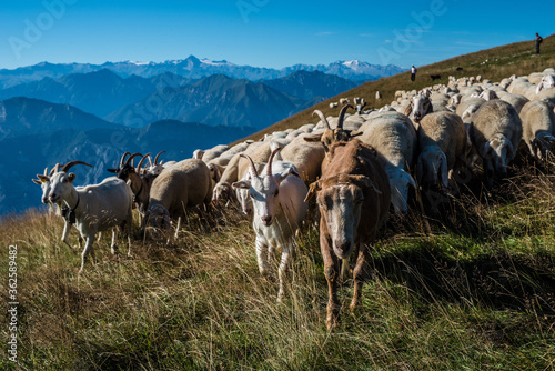 Photos Ziegenherde am Monte Baldo